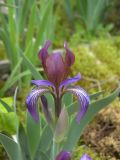 Iris glaucescens