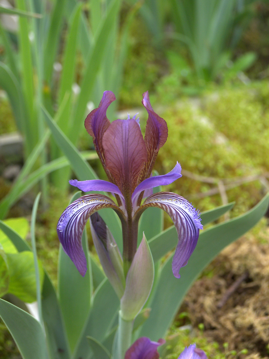 Image of Iris glaucescens specimen.