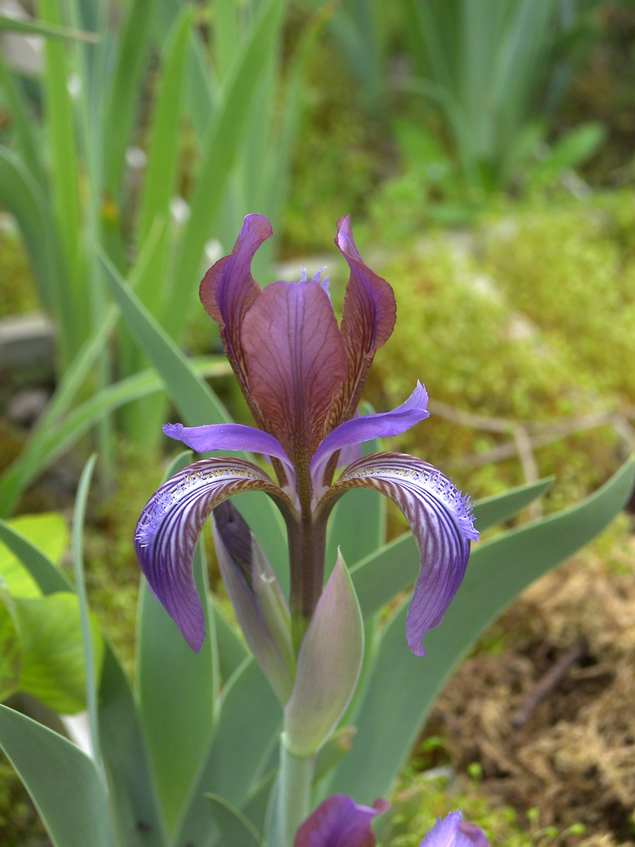 Изображение особи Iris glaucescens.