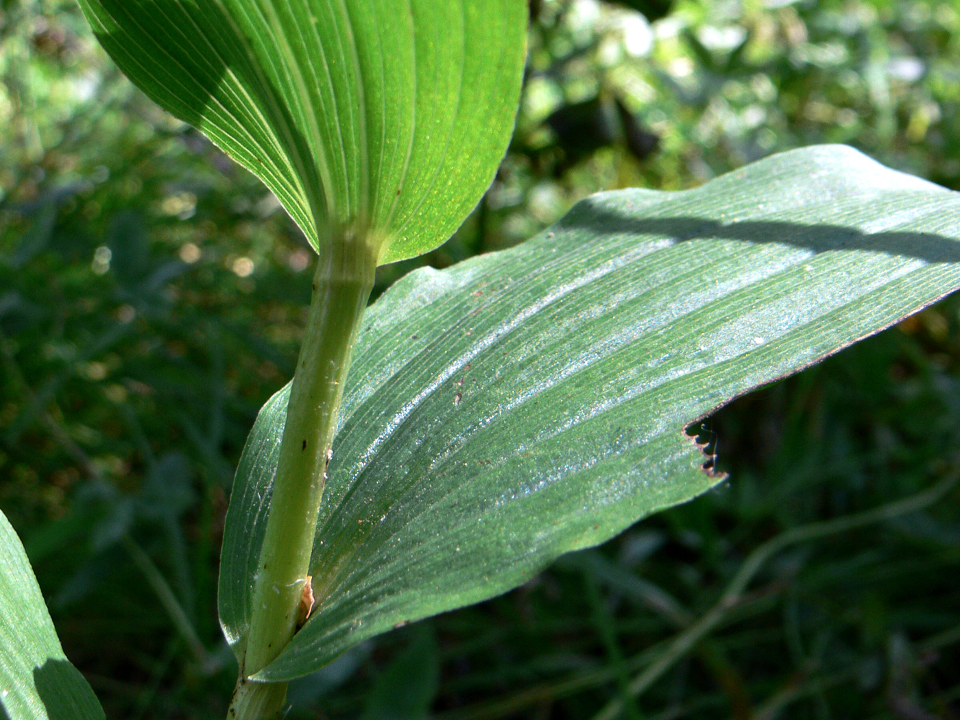 Image of Epipactis helleborine specimen.
