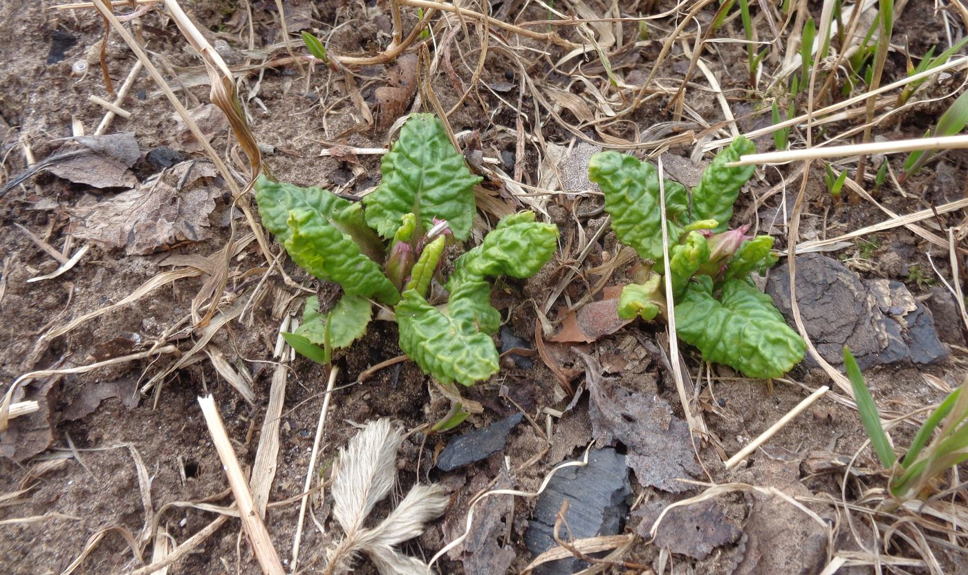 Image of Primula × polyantha specimen.