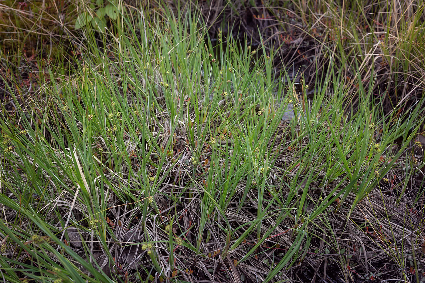 Изображение особи Carex paupercula.