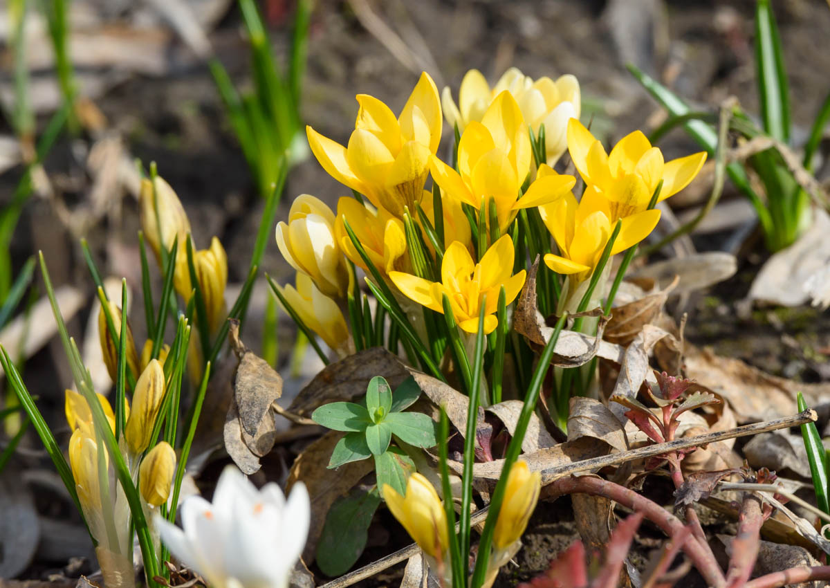 Image of Crocus flavus specimen.