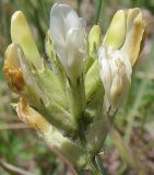 Astragalus zingeri