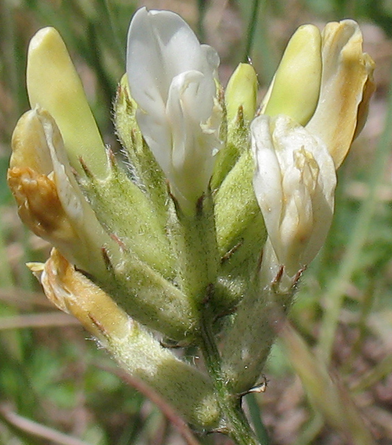 Image of Astragalus zingeri specimen.