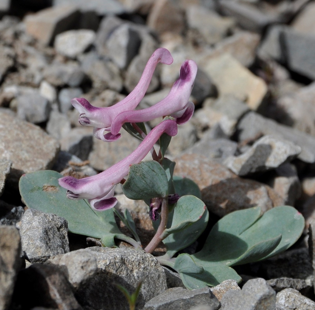 Image of Corydalis rutifolia specimen.