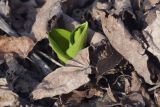 Clintonia udensis. Растение в начале вегетации. Костромская обл., Судиславский р-н, дер. Антипино, в культуре (происхождение - о-в Сахалин, Томаринский р-н). 24.04.2019.