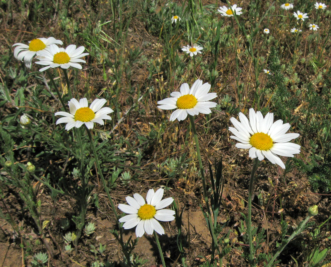 Image of Anthemis ruthenica specimen.