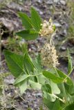 Astragalus terrae-rubrae