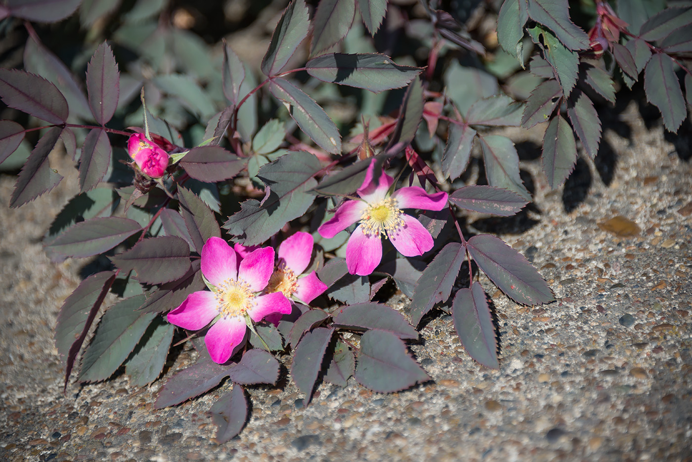 Image of Rosa glauca specimen.