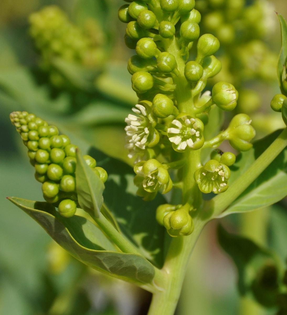 Изображение особи Phytolacca pruinosa.