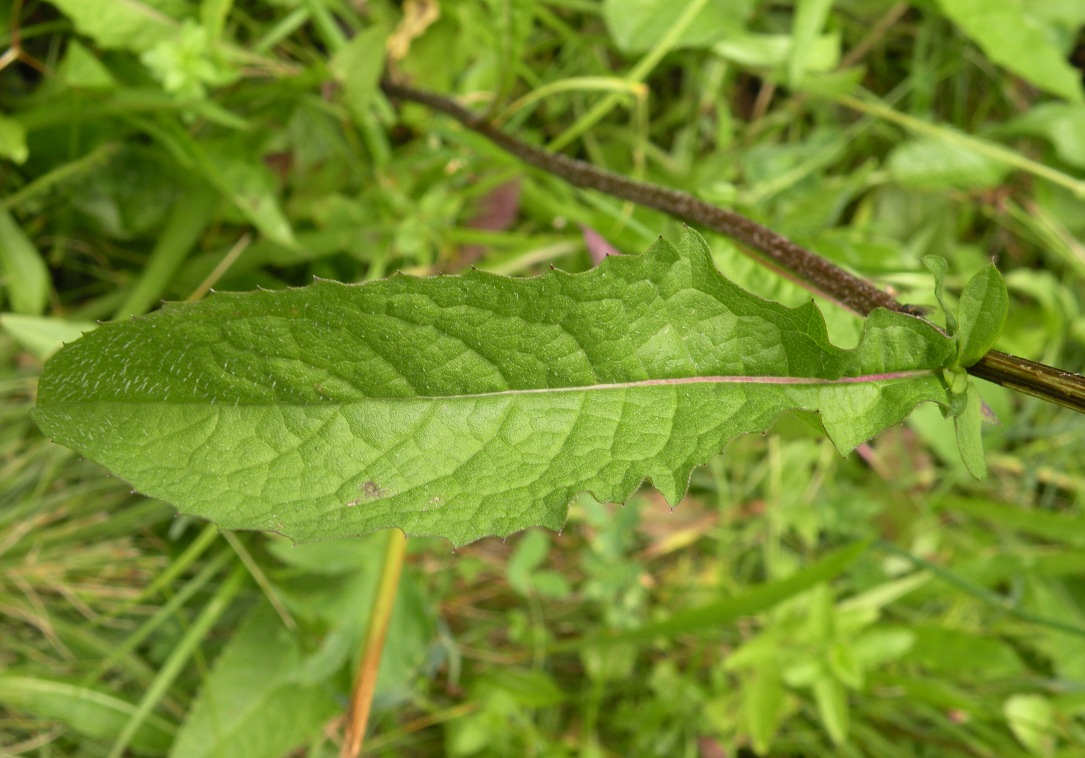 Image of Centaurea carpatica specimen.