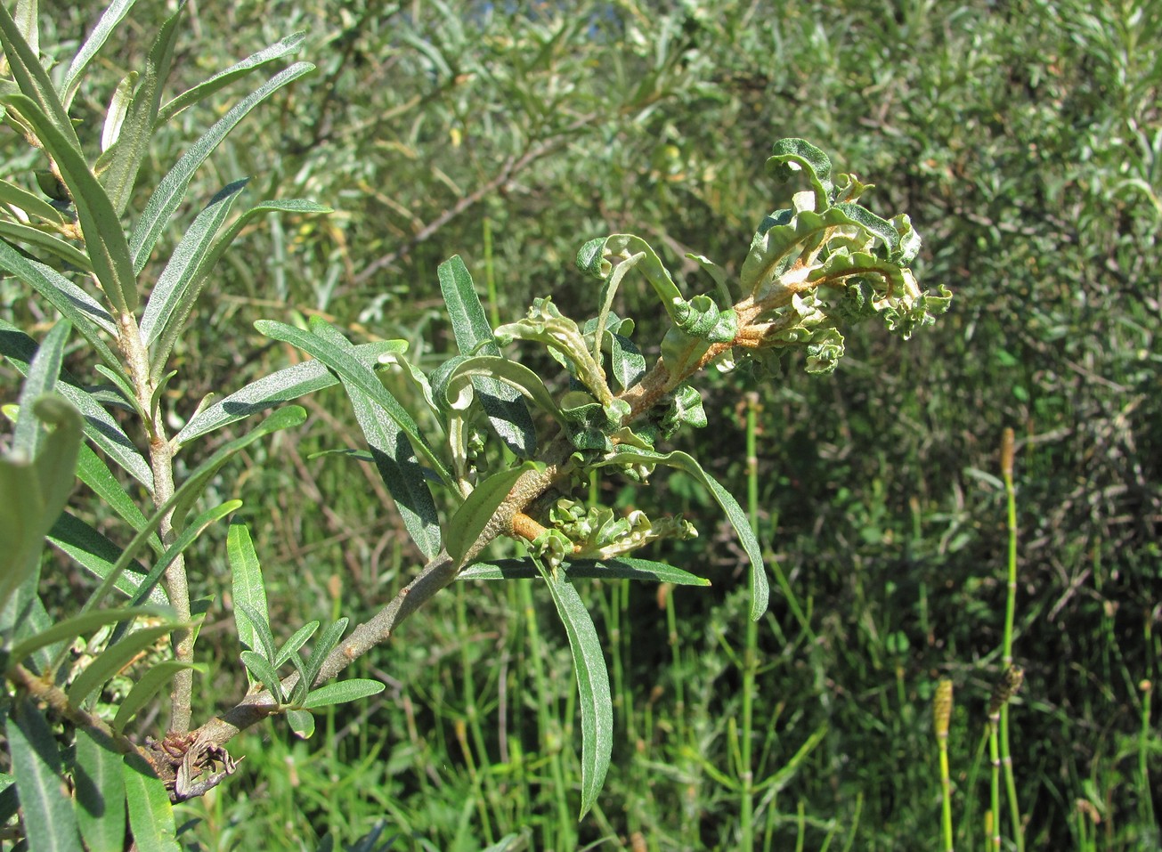 Image of Hippophae rhamnoides specimen.