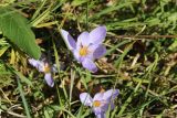 Crocus speciosus. Цветущее растение. Грузия, край Квемо Картли, Тетрицкаройский муниципалитет, окр. села Гохнари, лиственный лес. 18.10.2018.