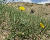 род Taraxacum. Цветущее растение. Алтай, Кош-Агачский р-н, 5 км ЮВ с. Чаган-Узун, долина р. Тыдтуярык, остепнённый склон. 8 июля 2019 г.