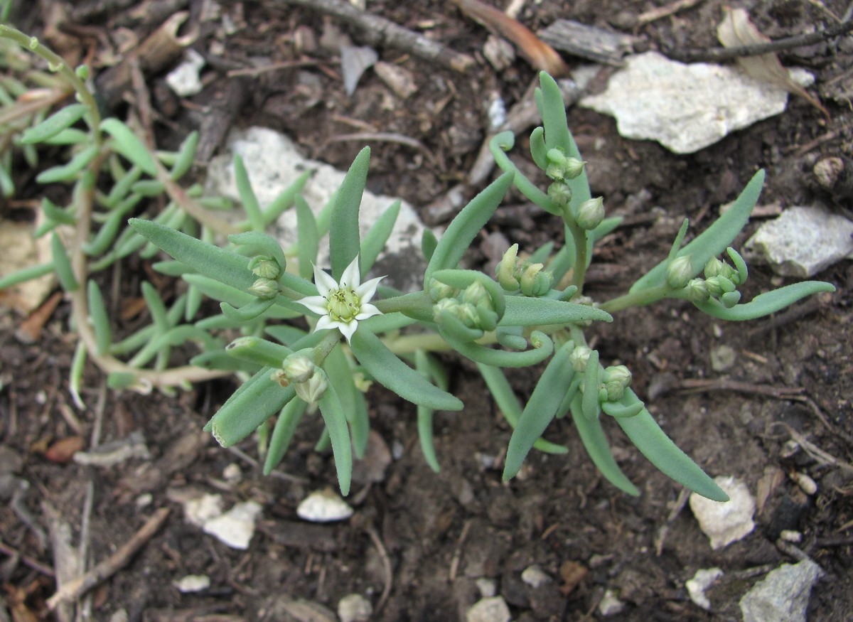 Изображение особи Sedum hispanicum.