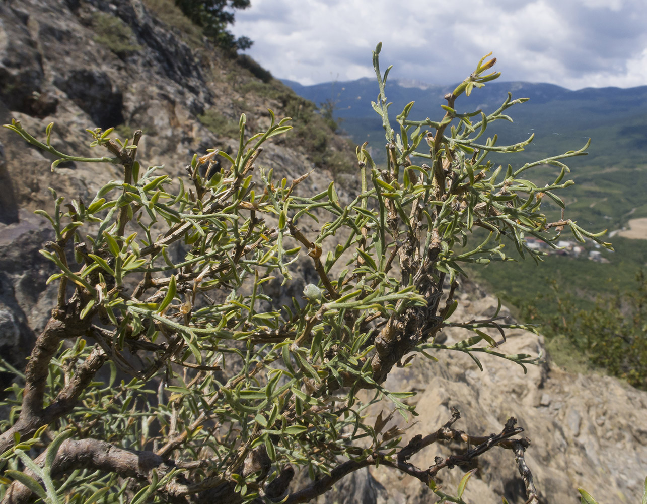 Изображение особи Genista verae.