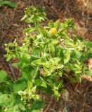 Inula conyza