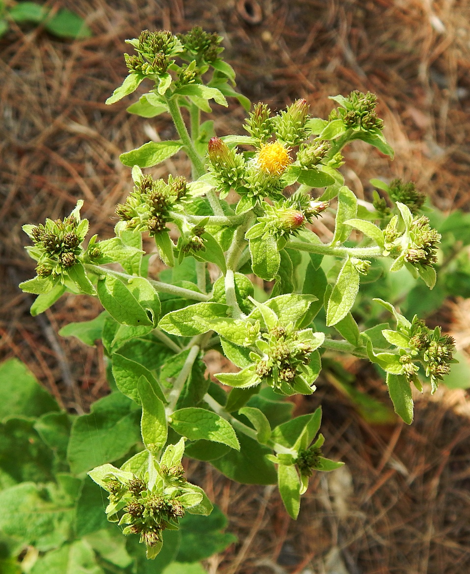 Изображение особи Inula conyza.