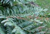 Osmunda regalis. Часть вайи со спорангиями. Германия, Бремен, городской парк, в культуре. 16.07.2019.