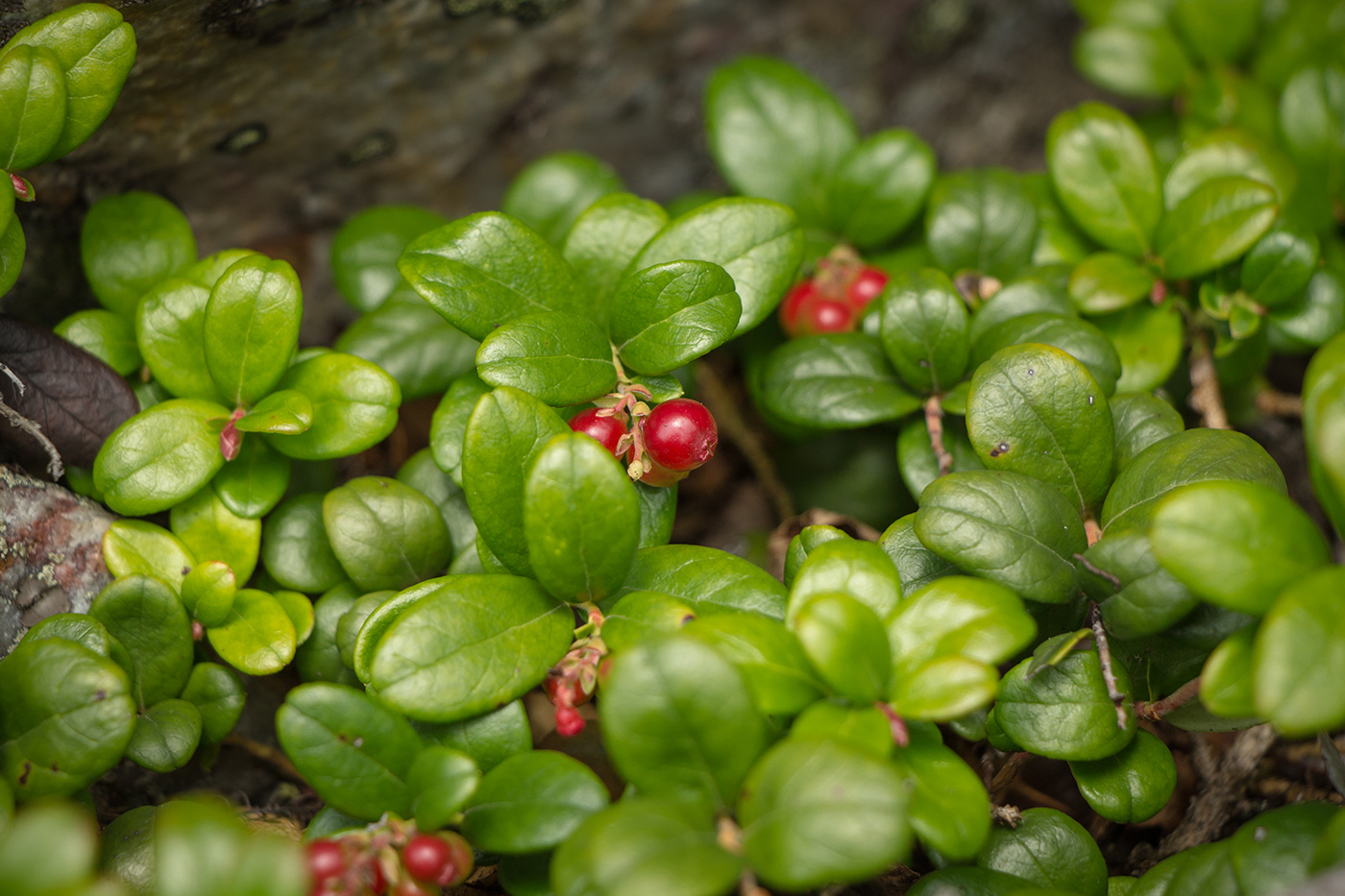 Изображение особи Vaccinium vitis-idaea.