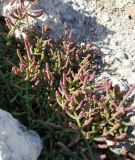 Salicornia perennans