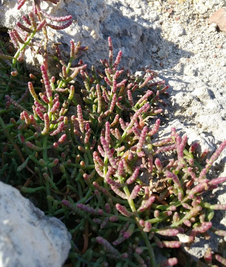 Изображение особи Salicornia perennans.