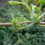 Ambrosia chamissonis