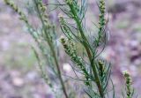 Artemisia commutata