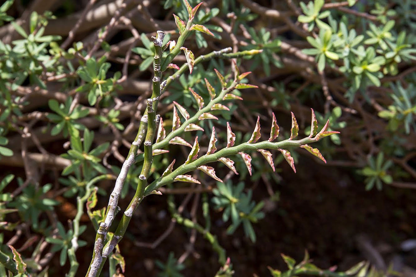 Изображение особи Euphorbia tithymaloides.