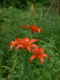 Lilium buschianum