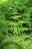 Athyrium filix-femina. Верхушка вайи. Карельский перешеек, окр. Сертолово, под пологом смешанного леса. 25.05.2019.