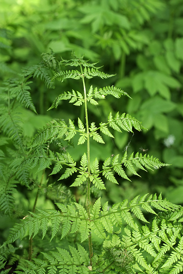 Image of Athyrium filix-femina specimen.