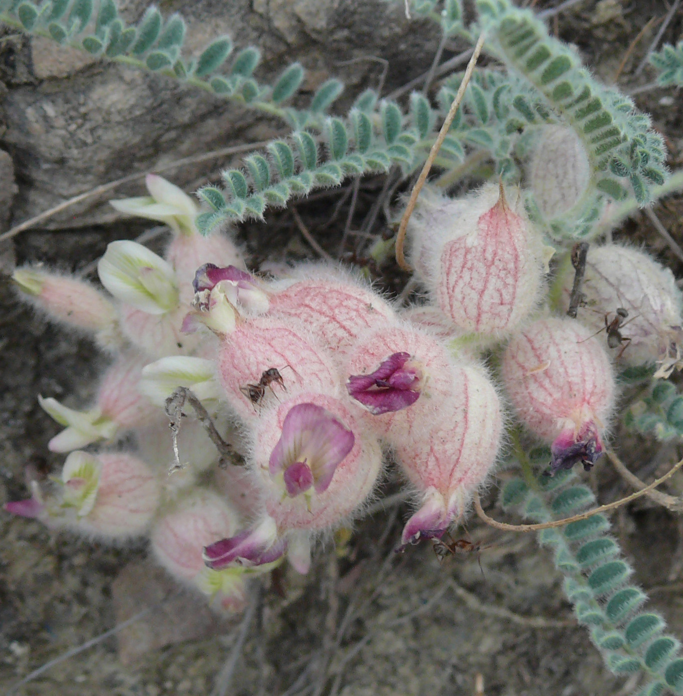 Изображение особи Astragalus daghestanicus.
