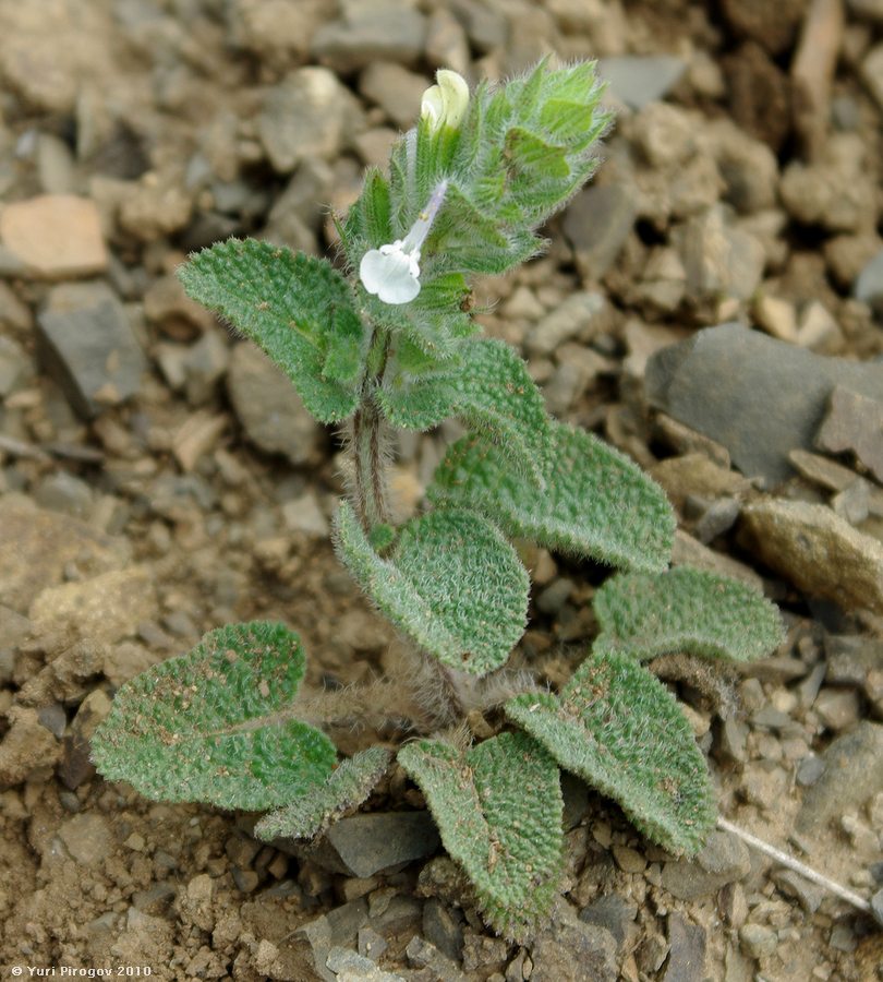 Изображение особи Salvia viridis.