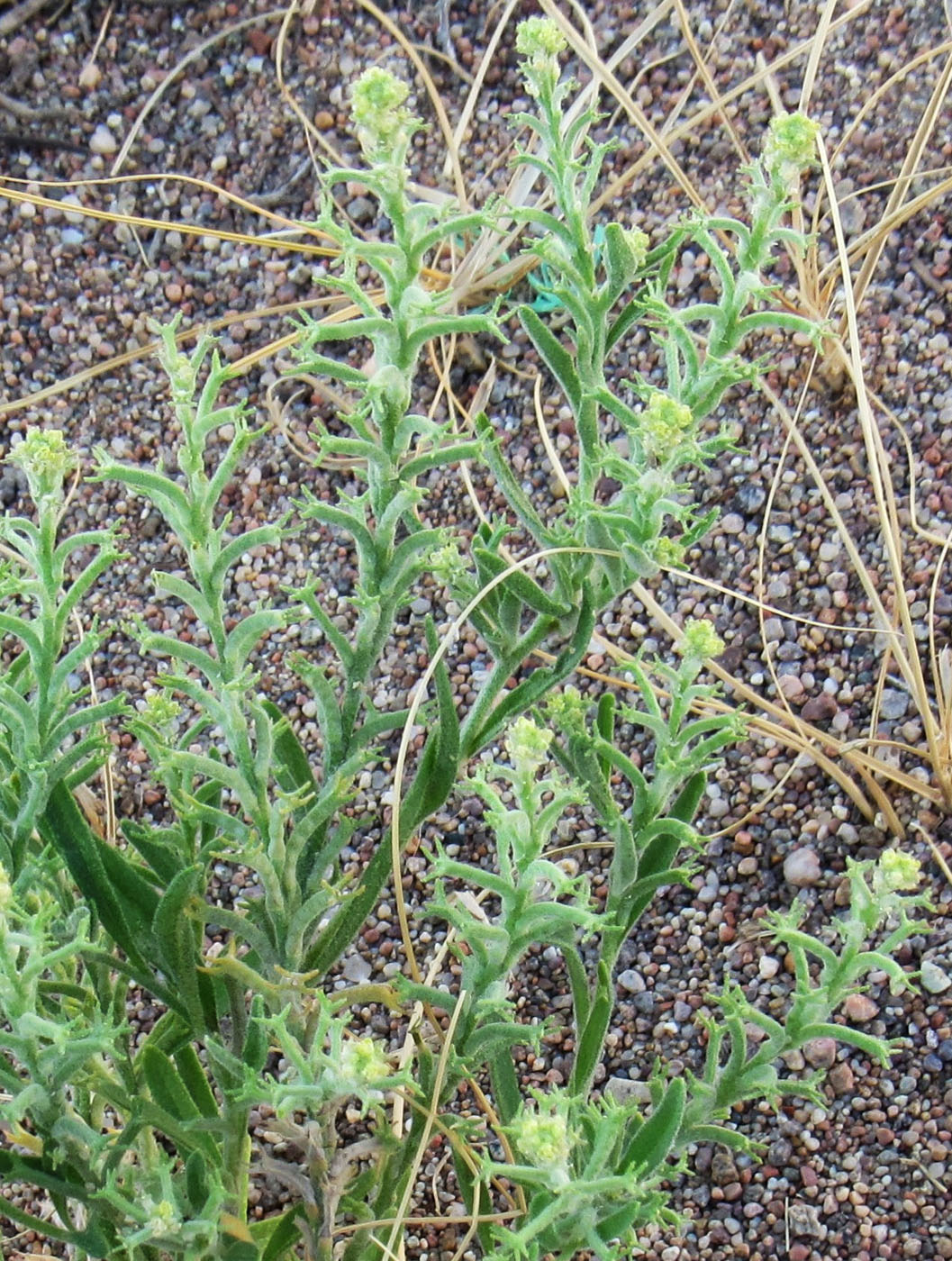 Image of Tetracme quadricornis specimen.