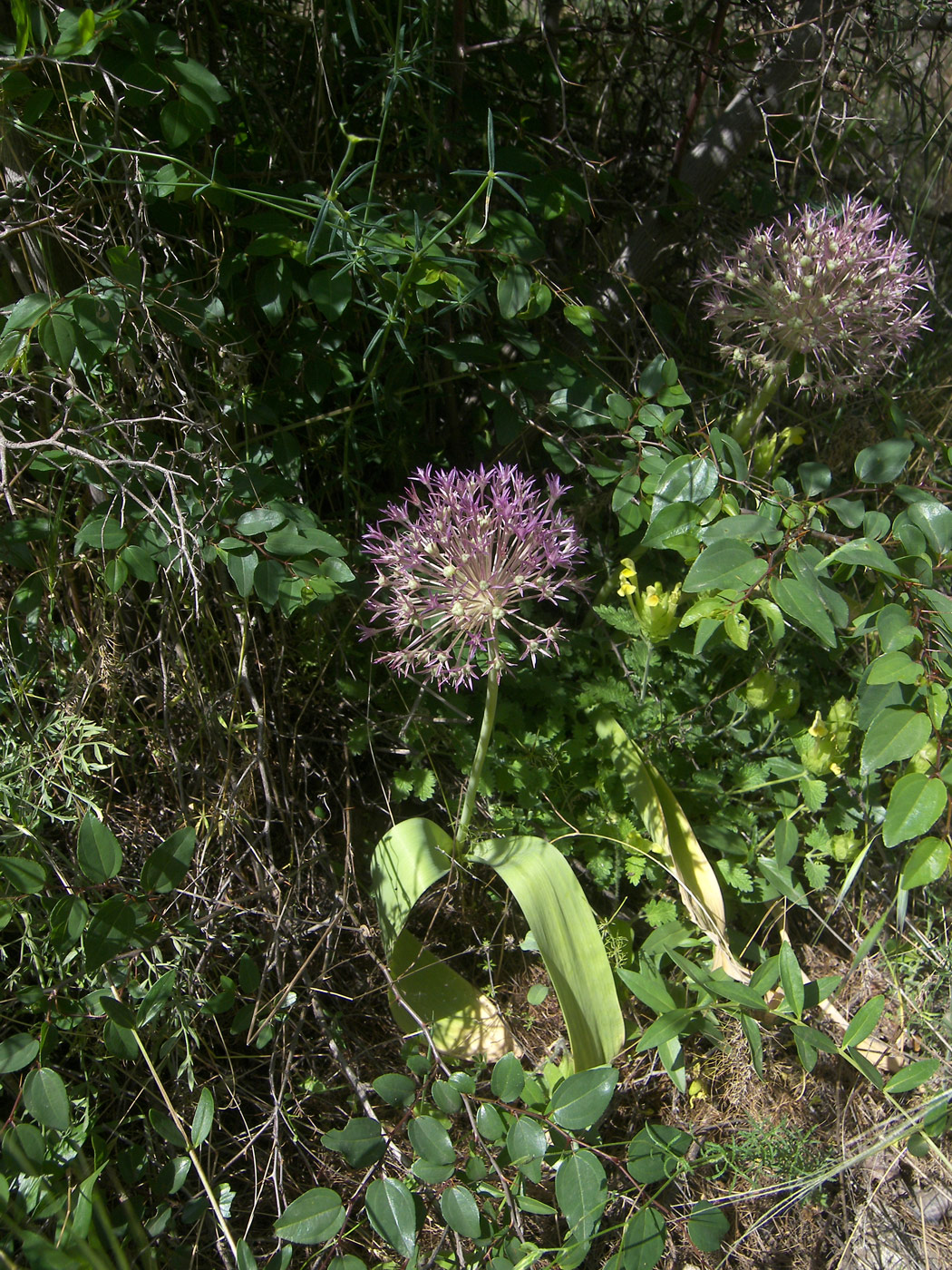 Image of Allium materculae specimen.