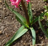 Hyacinthus orientalis