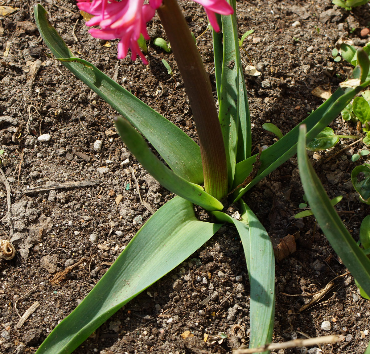 Image of Hyacinthus orientalis specimen.