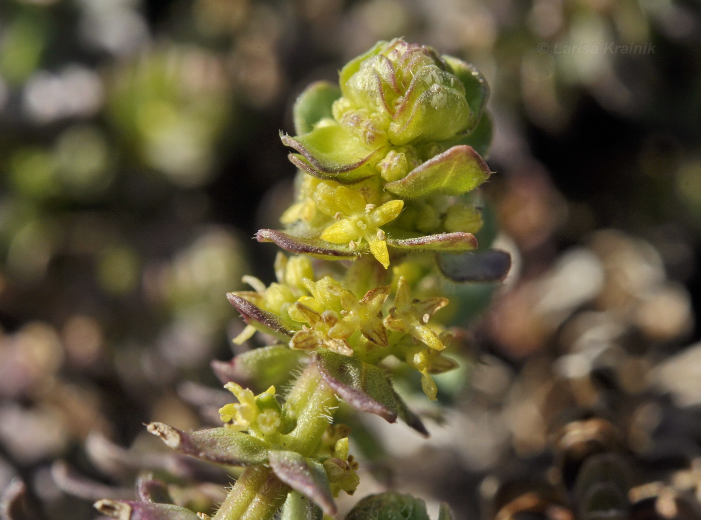 Image of Cruciata taurica specimen.