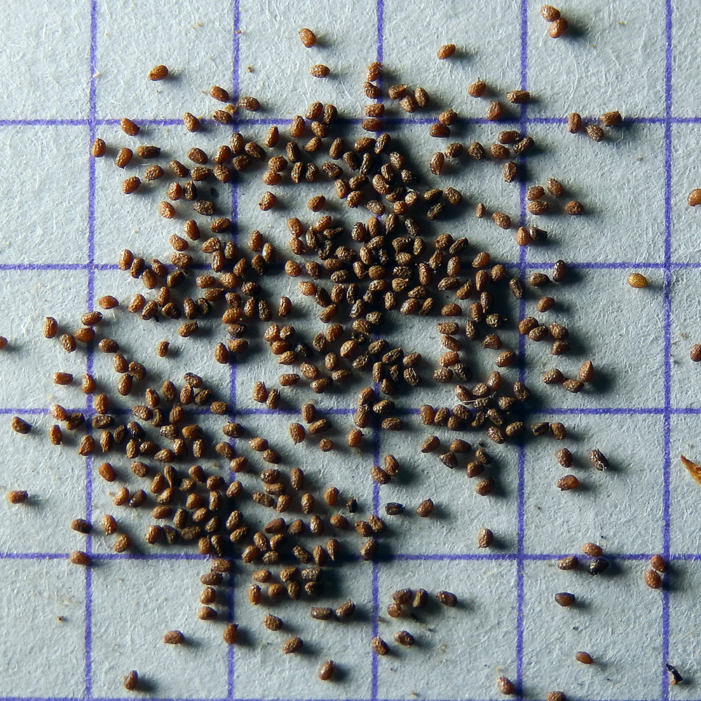 Image of Nicotiana tabacum specimen.
