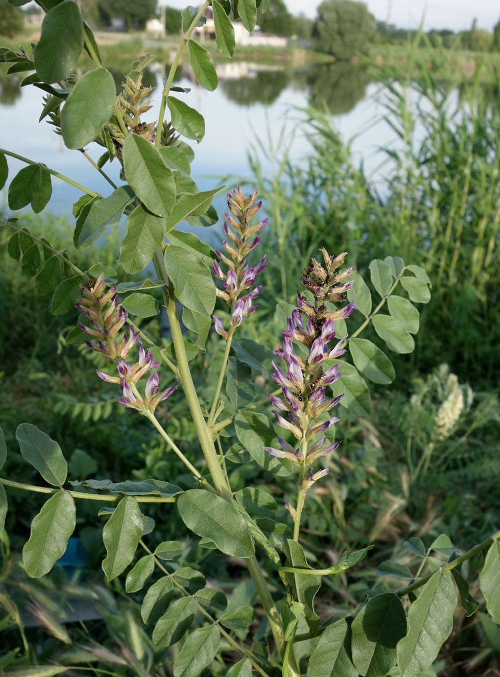 Изображение особи Glycyrrhiza shiheziensis.