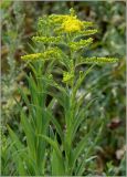 Solidago gigantea. Верхушка цветущего растения. Чувашия, окр. г. Шумерля, д. Подборное. 17 августа 2010 г.