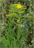 Solidago gigantea