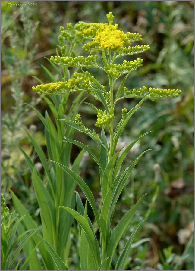 Изображение особи Solidago gigantea.