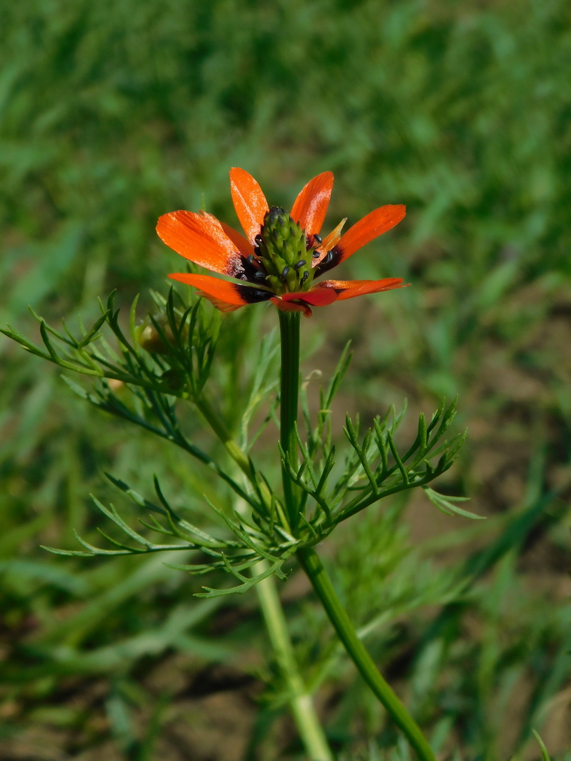 Image of Adonis aestivalis specimen.