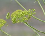 Ferula euxina. Часть общего соцветия в бутонах. Крым, Керченский п-ов, окр. с. Бондаренково, степь. 25 мая 2020 г.