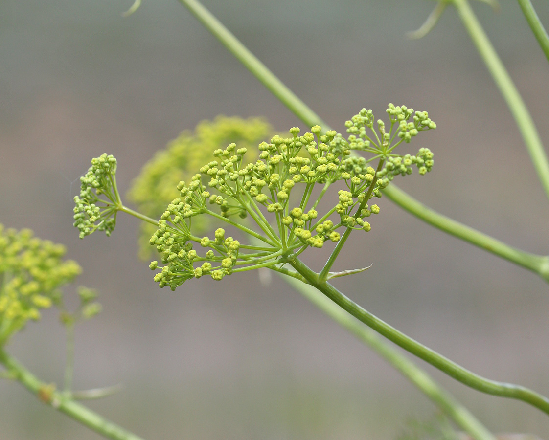 Изображение особи Ferula euxina.