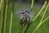 genus Pilosella