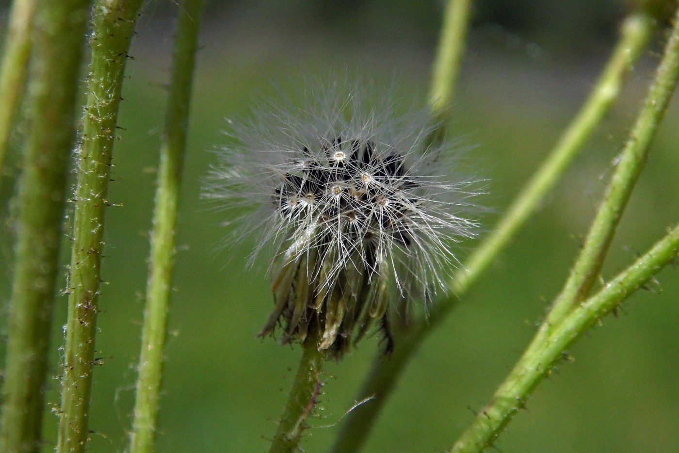 Image of genus Pilosella specimen.